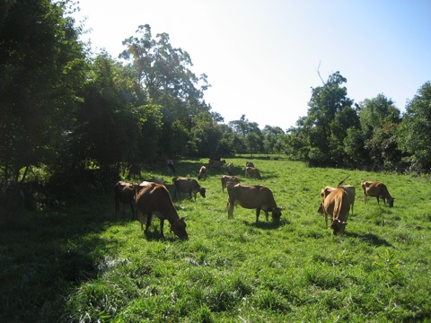 Happy cows grazing at Misty Brook Farm