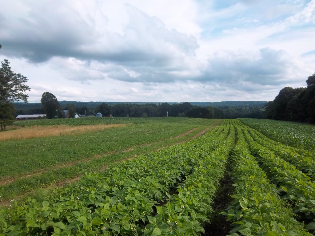 Misty Brook Farm