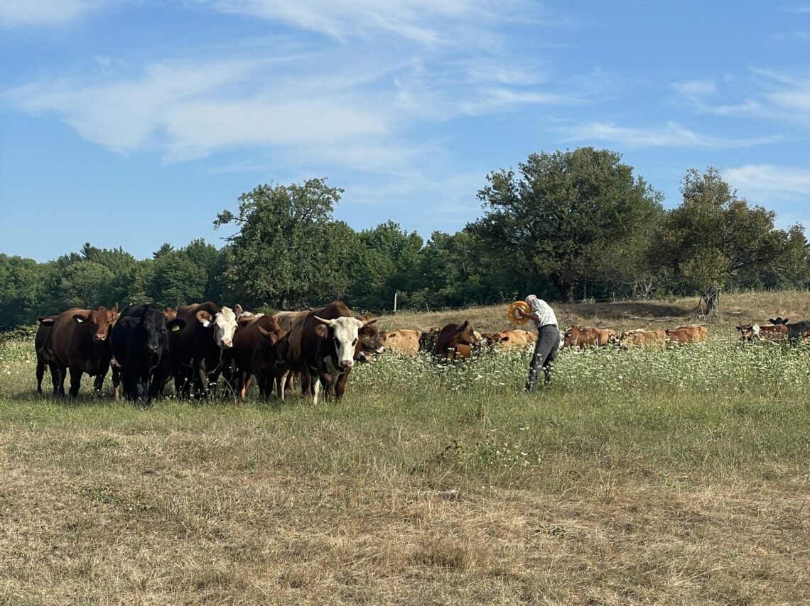 Ken moving the herd to new pasture