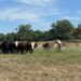 Ken moving the herd to new pasture