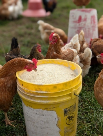 chicken feed 1
