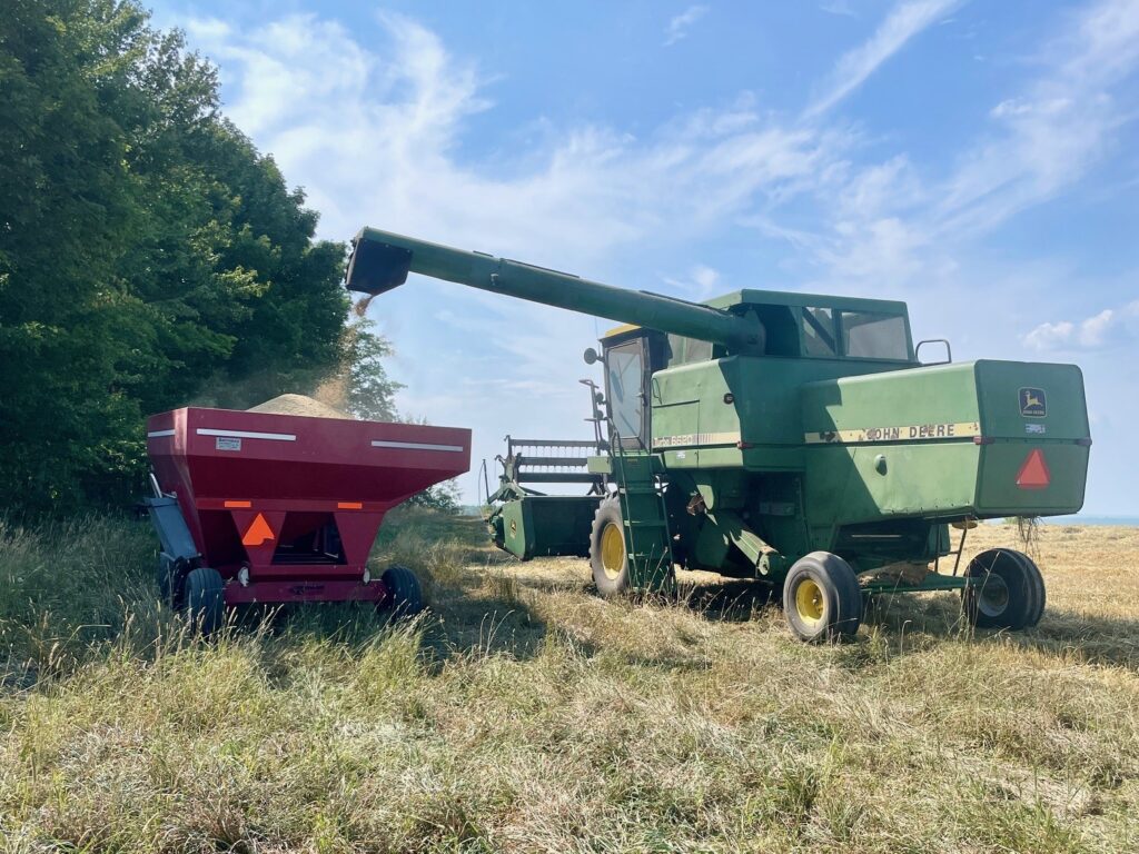 Alister emptying organic grain from his combine at Misty Brook Farm