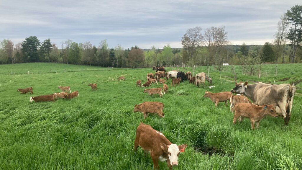 Misty Brook Farm 100% grass-fed cows on spring pasture