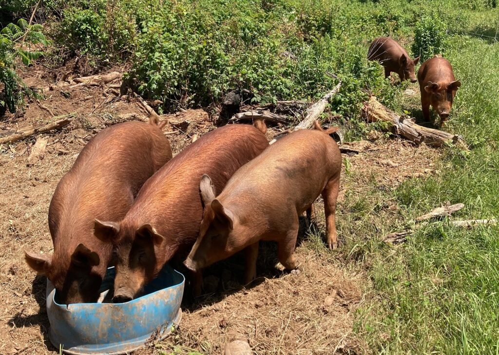 Tamworth pigs on pasture